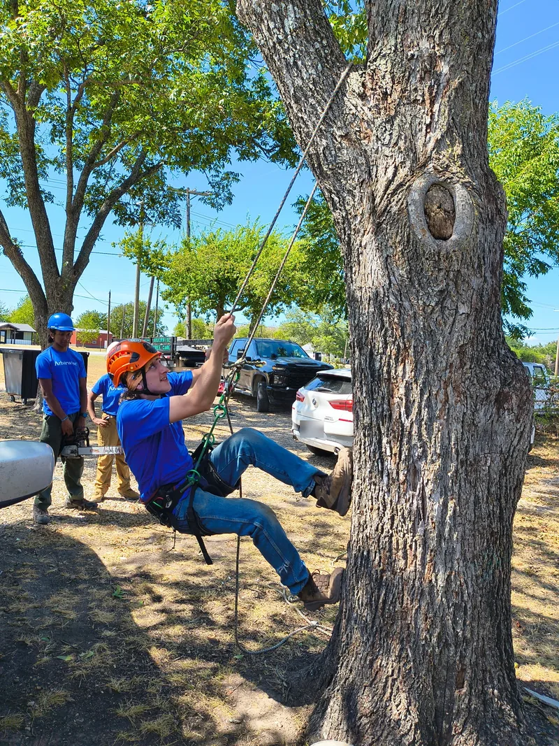 An Arborwise crew member footlocking up a pecan trunk on rope while two others watch from the ground, Bonham Texas