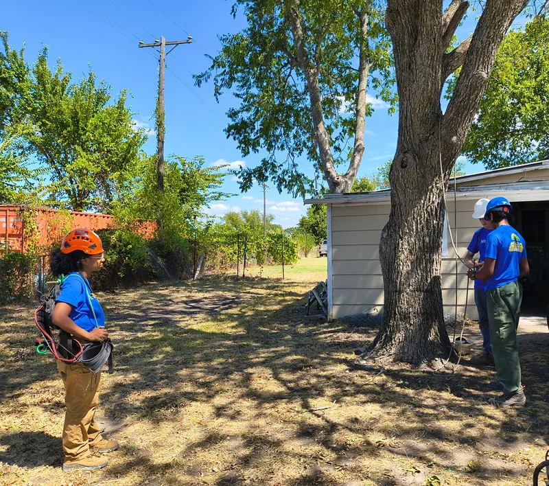 Two Arborwise crew members setting a throwline at the base of a pecan while a third watches from across the yard