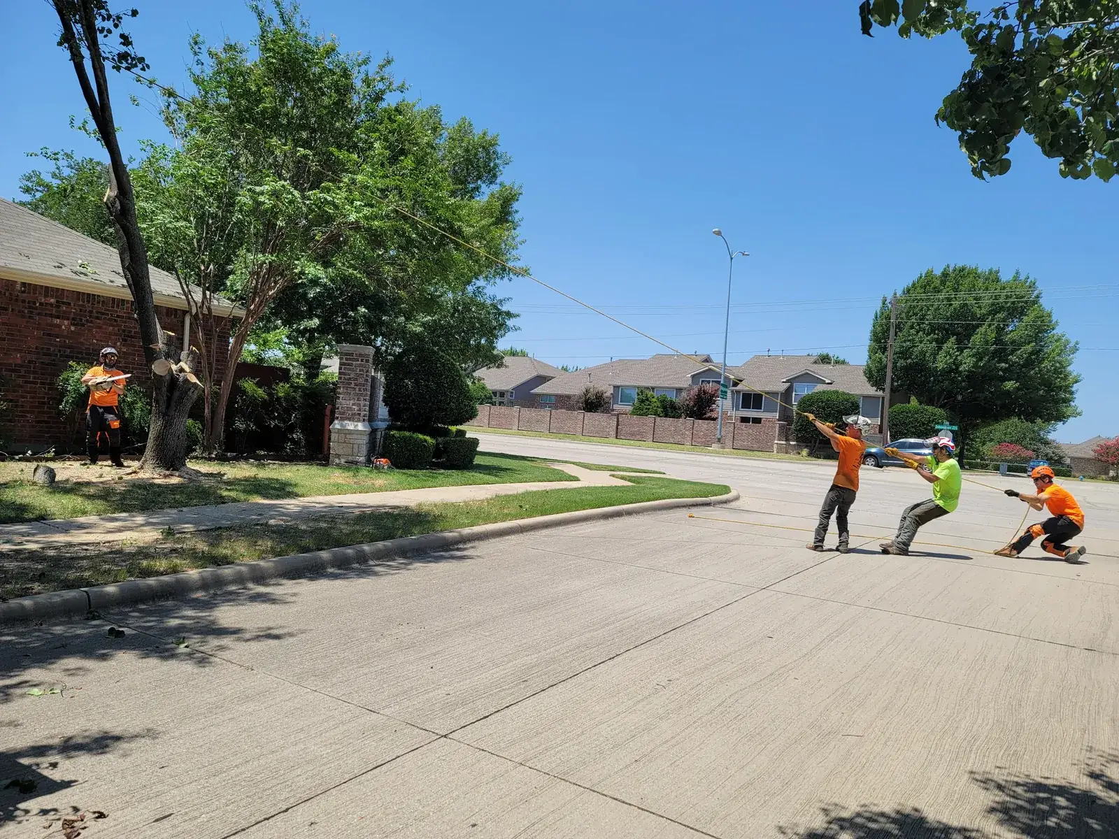 Three Arborwise crew members pulling a rigging line across a residential street while a fourth cuts at the trunk of a Bradford pear