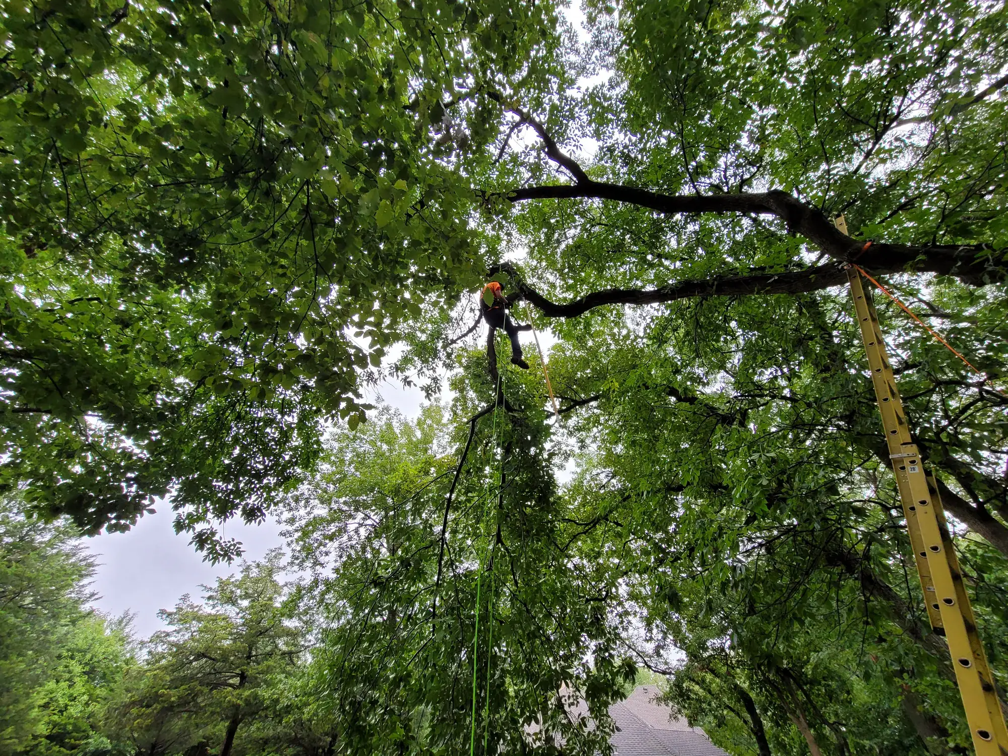 Arborwise climber high in a canopy with rigging and ladder set