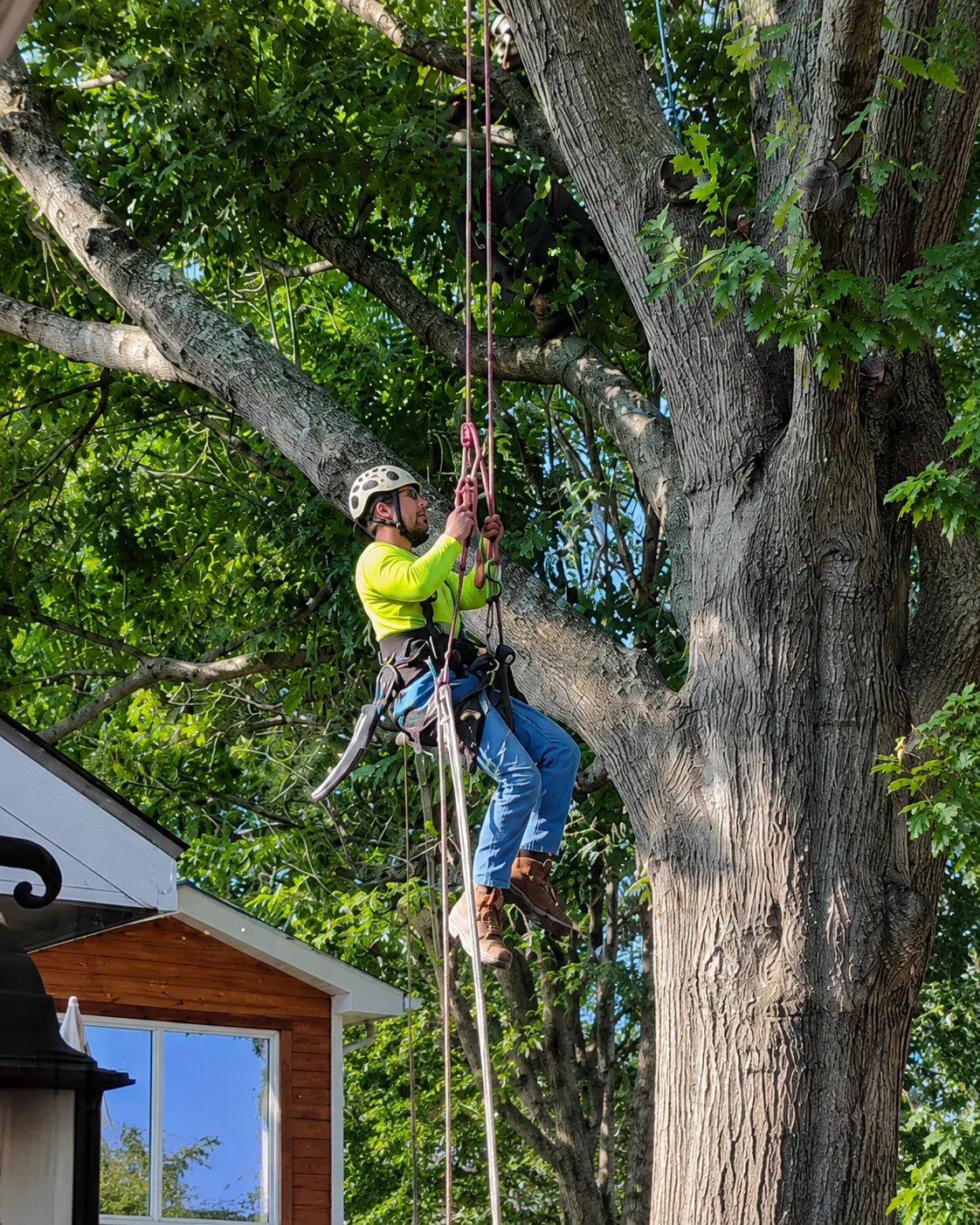 Arborwise climber ascending on rope into a mature tree, in helmet and harness