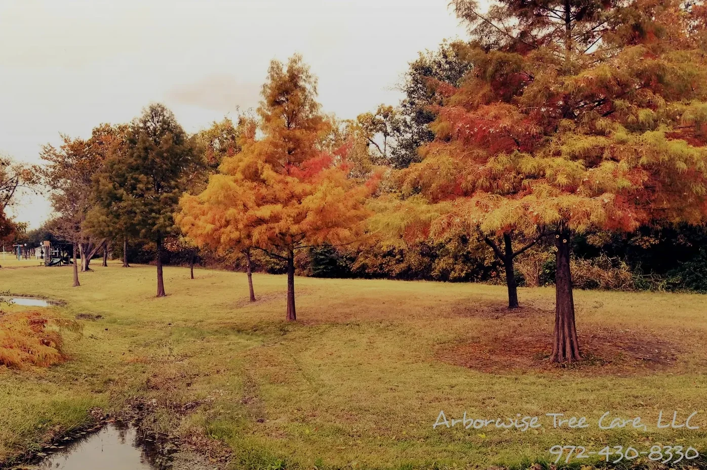The bald cypress in the Farmersville park in full fall color