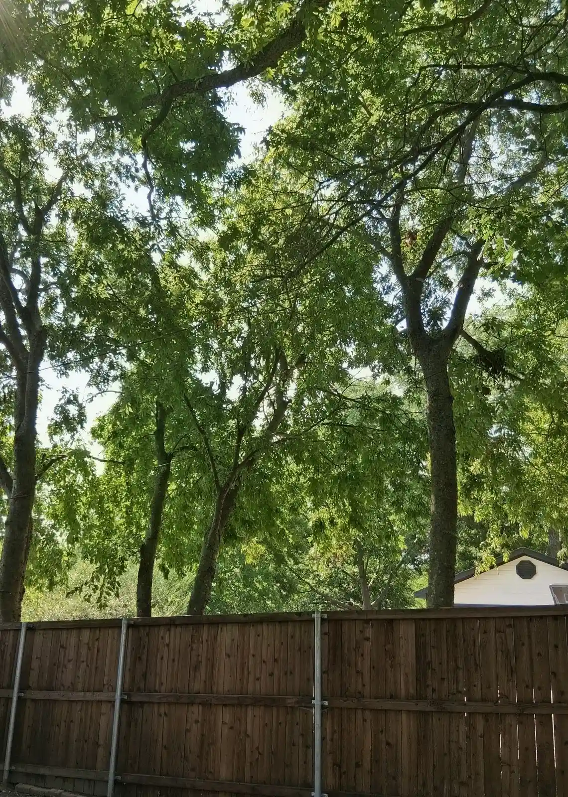 Fence line after Arborwise clearance work