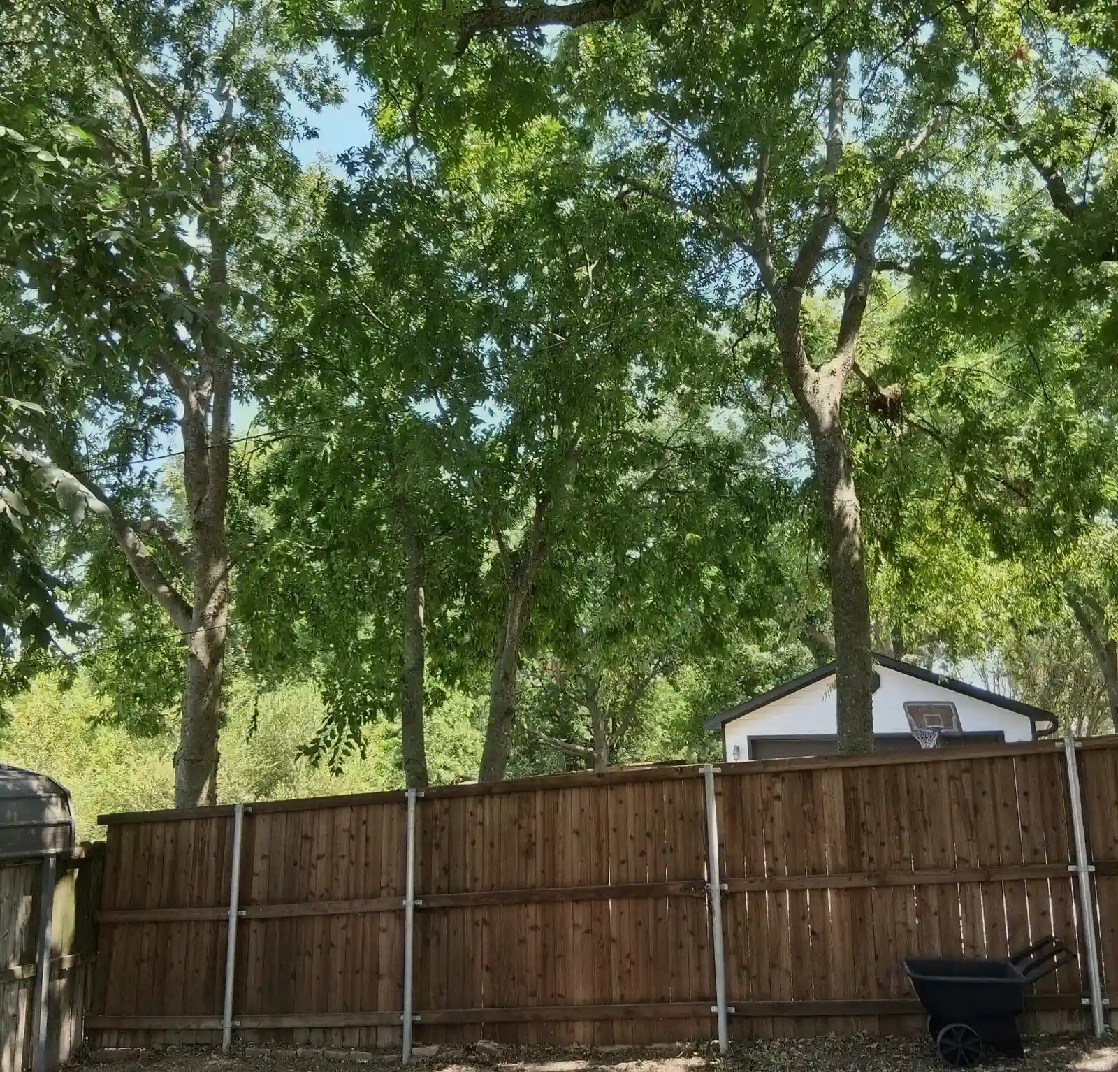Fence line before Arborwise clearance work