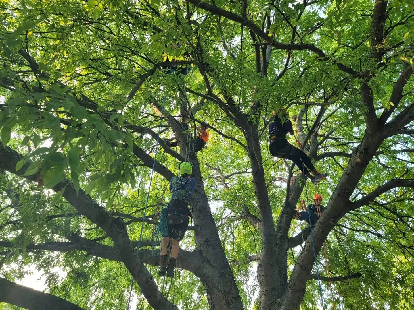 Girl Scouts and Arborwise climbers spread through a large tree canopy on climbing ropes