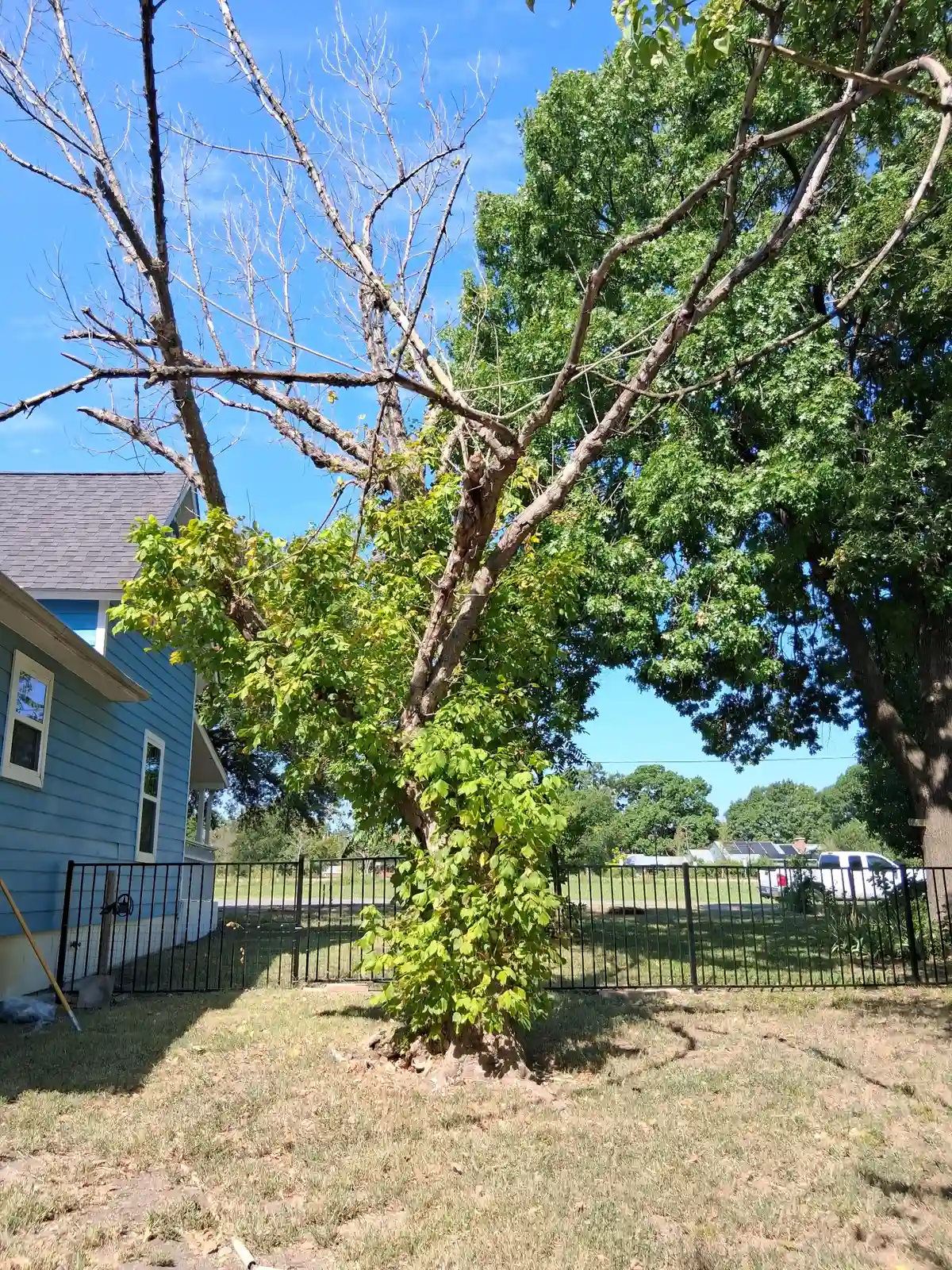 Arborwise tree work on a North Texas property