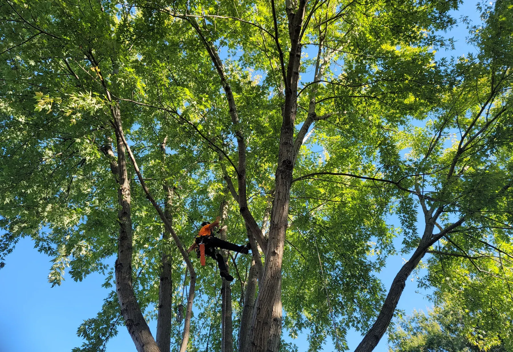 Arborwise climber roped into a tall canopy on a North Texas tree job