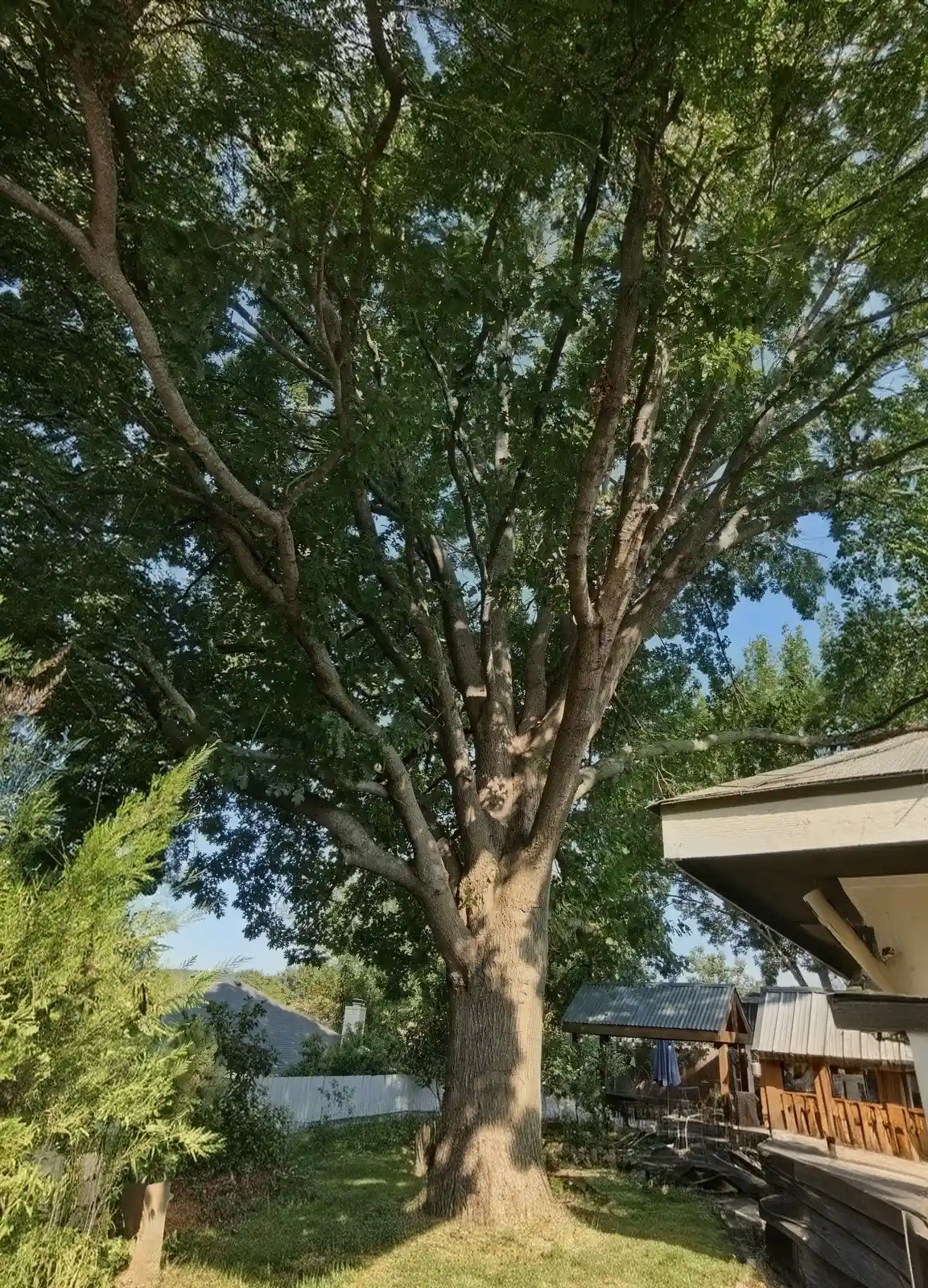 The same McKinney oak after Arborwise work