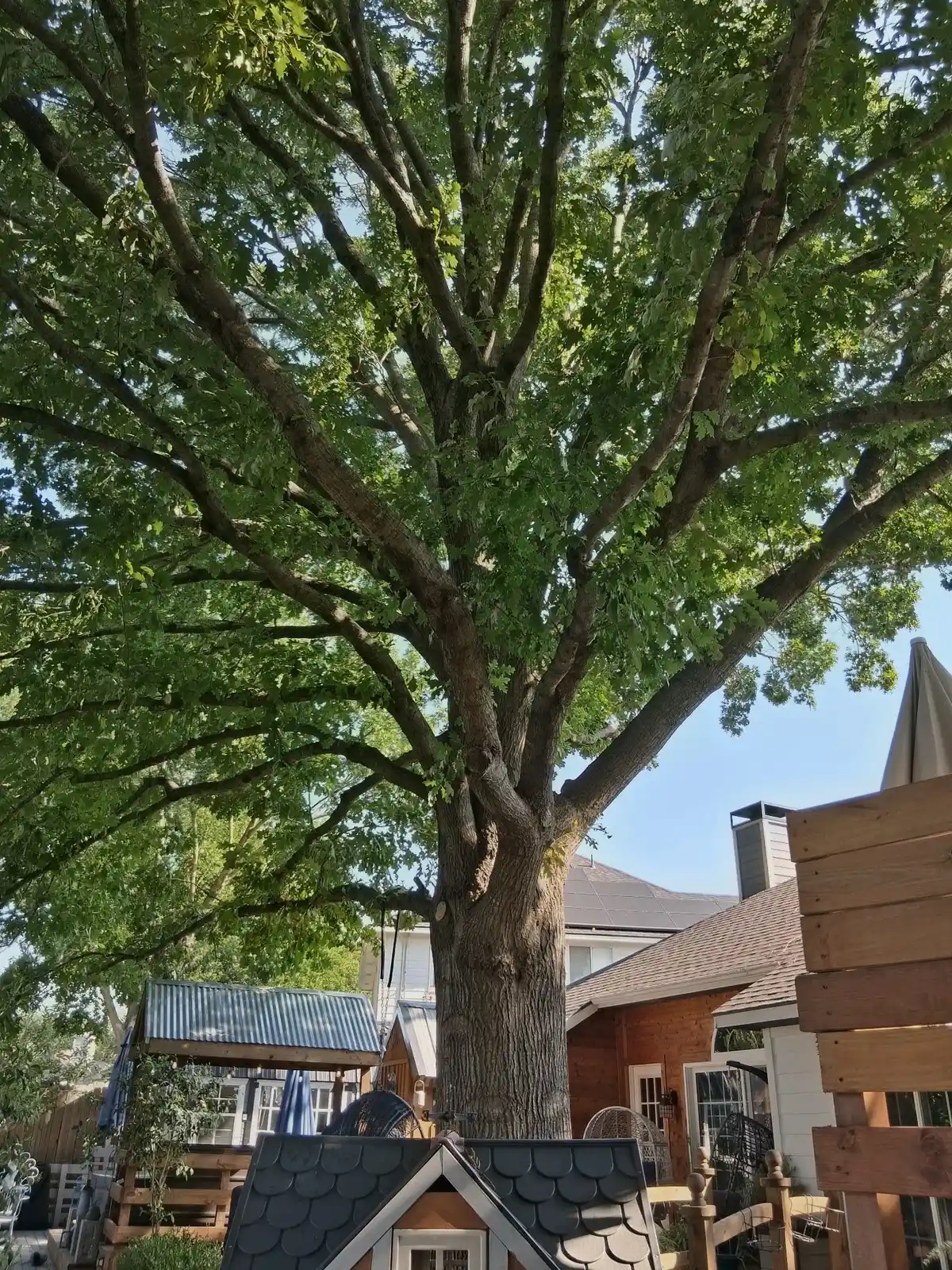 A McKinney oak before Arborwise work