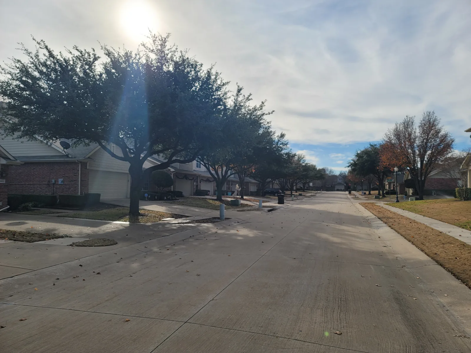 A row of live oaks along a townhome street in Plano, pruned to matching height and clearance over the sidewalk and drive