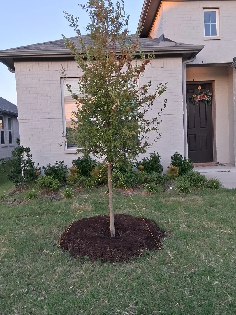 A newly planted tree staked and mulched in a Van Alstyne front yard