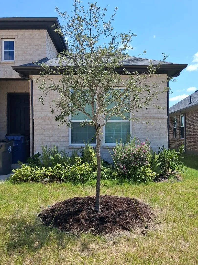 A young live oak leafed out and mulched in the same front yard bed after Arborwise replaced the failed tree