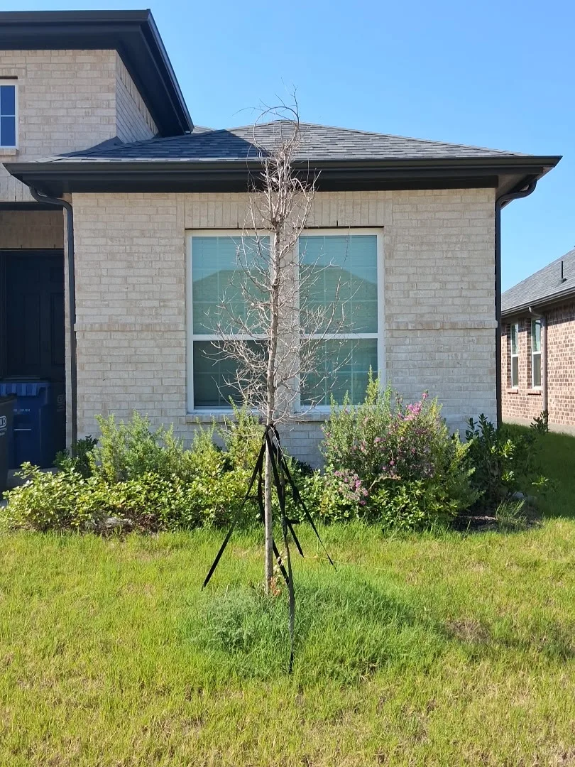 A dead live oak still on its stakes and straps in a front yard bed before Arborwise replaced it