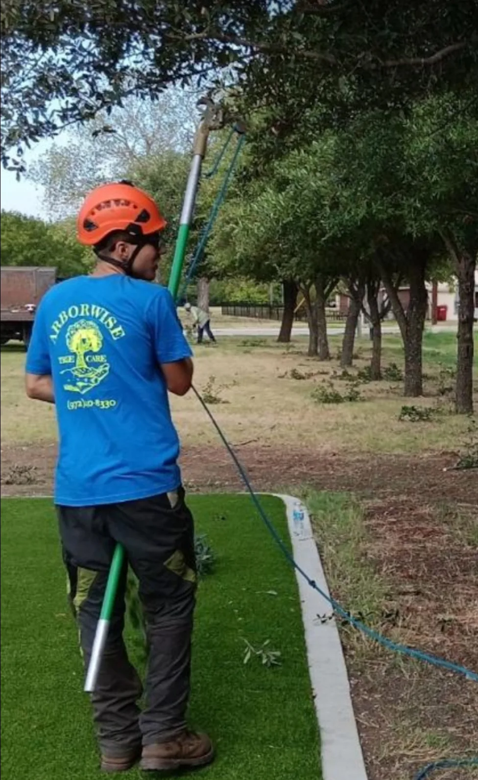 An Arborwise crew member on a pole saw in the Farmersville park where the Christmas lights hang