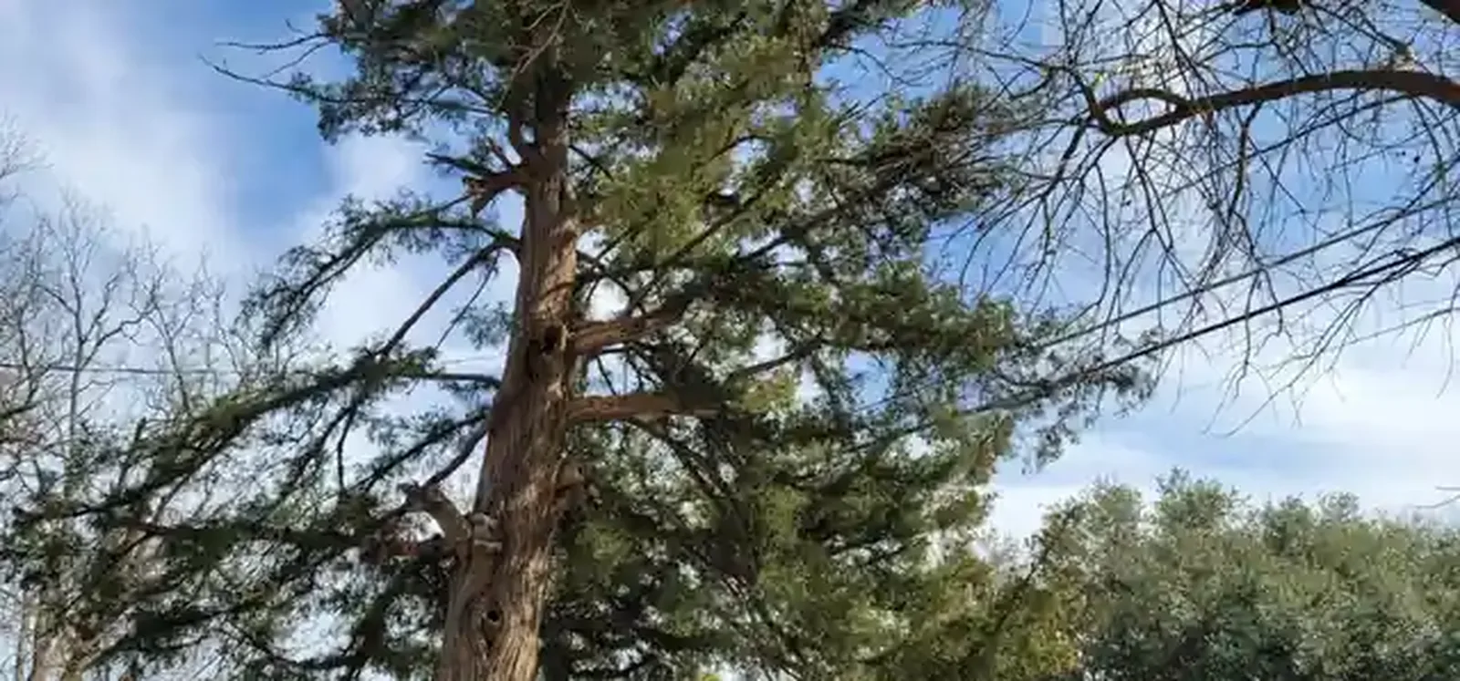 An old eastern red cedar with a power line running through its lower canopy and a second line crossing behind it