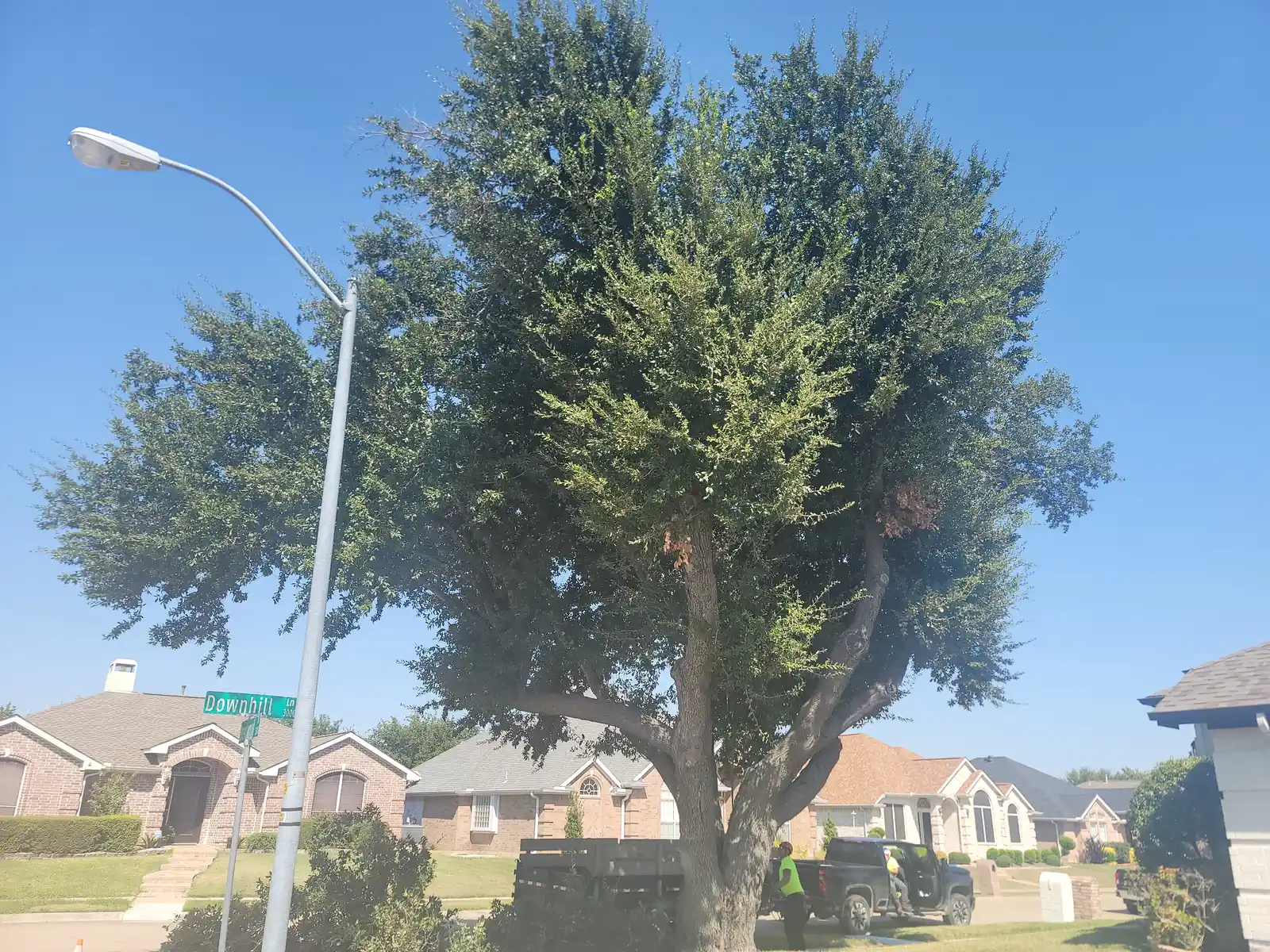 Arborwise pruning work on a North Texas tree