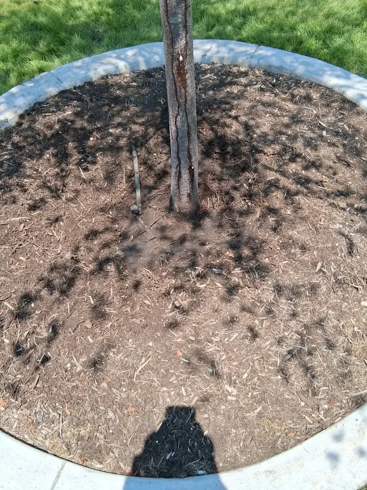 Base of the same tree, trunk going straight into the soil with no visible widening