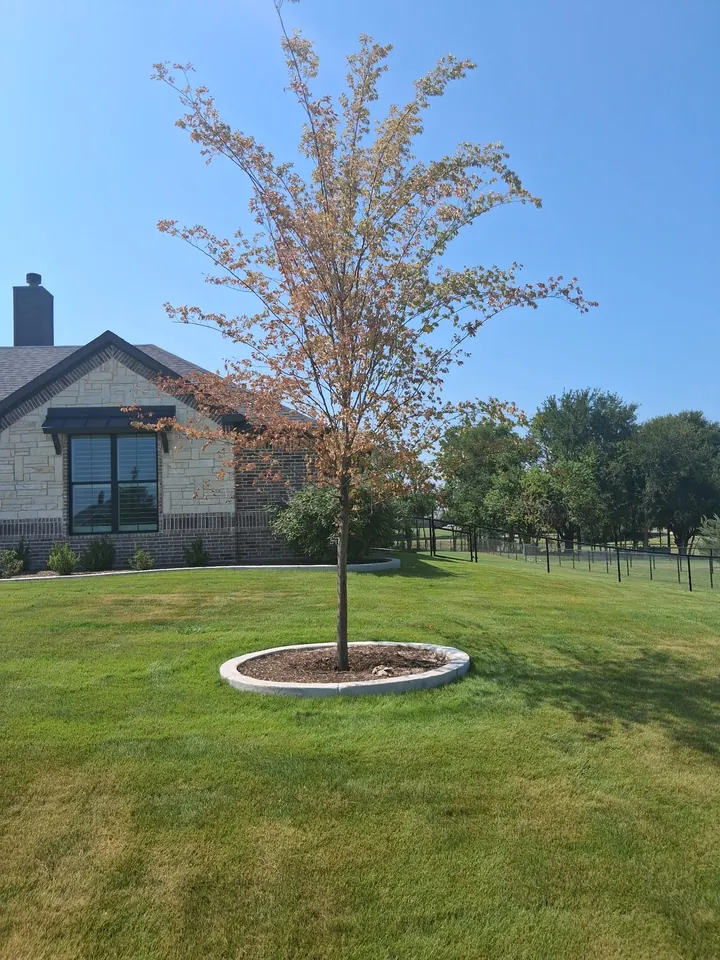 Young tree in a raised circular bed on a front lawn, thin and browning canopy