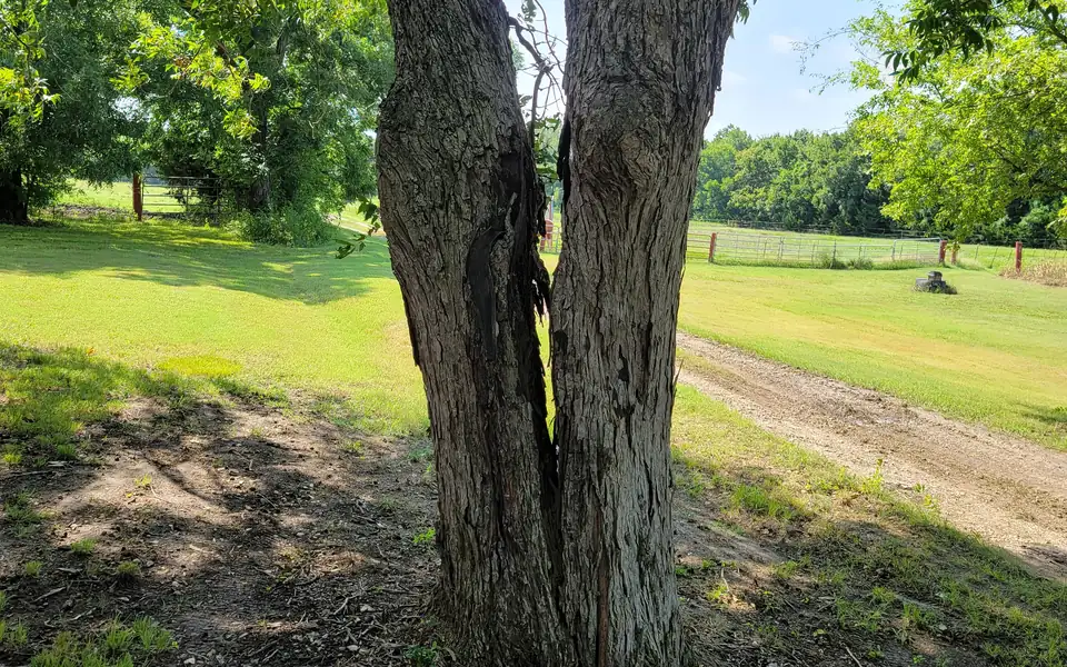 A tree with two trunks split down the middle at the base