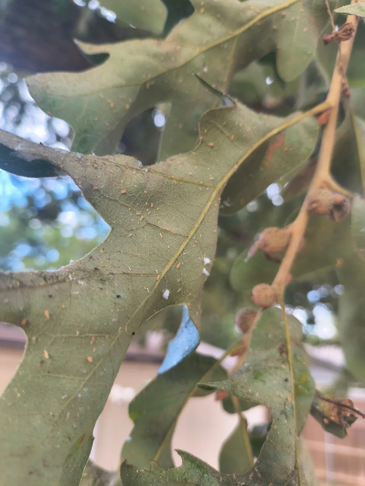 The underside of post oak leaves dotted with small orange aphids and bits of white wax