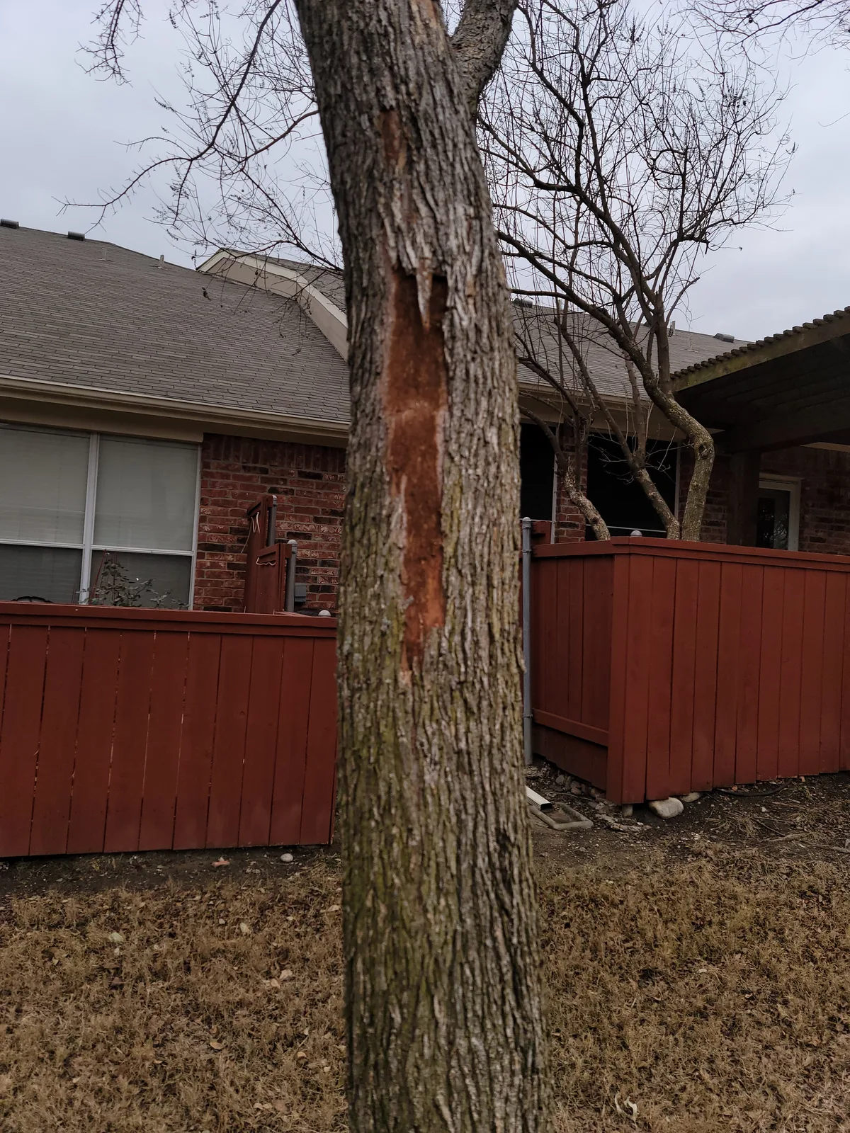 A tree trunk with a section of bark missing, showing the wood underneath