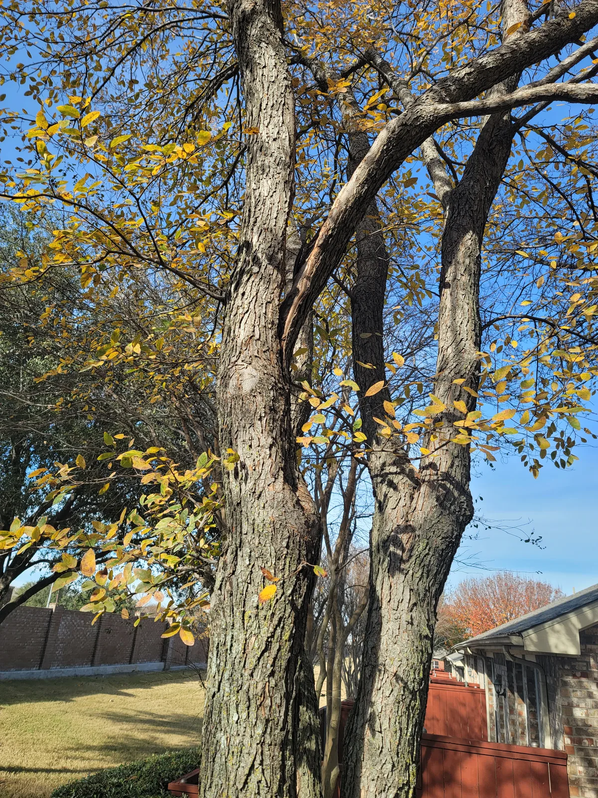 A broken limb with the bark stripped, hung up between two trunks of a cedar elm