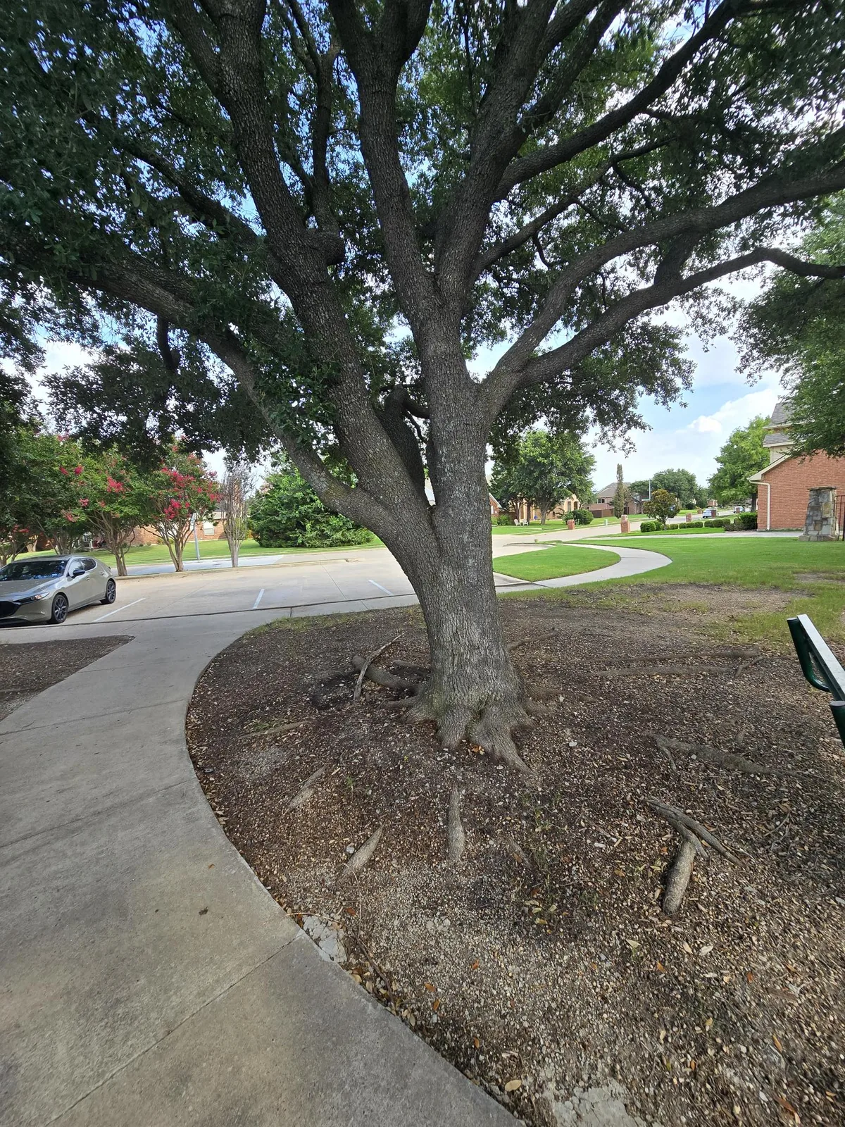 Live oak with roots running along the surface beside a concrete walk