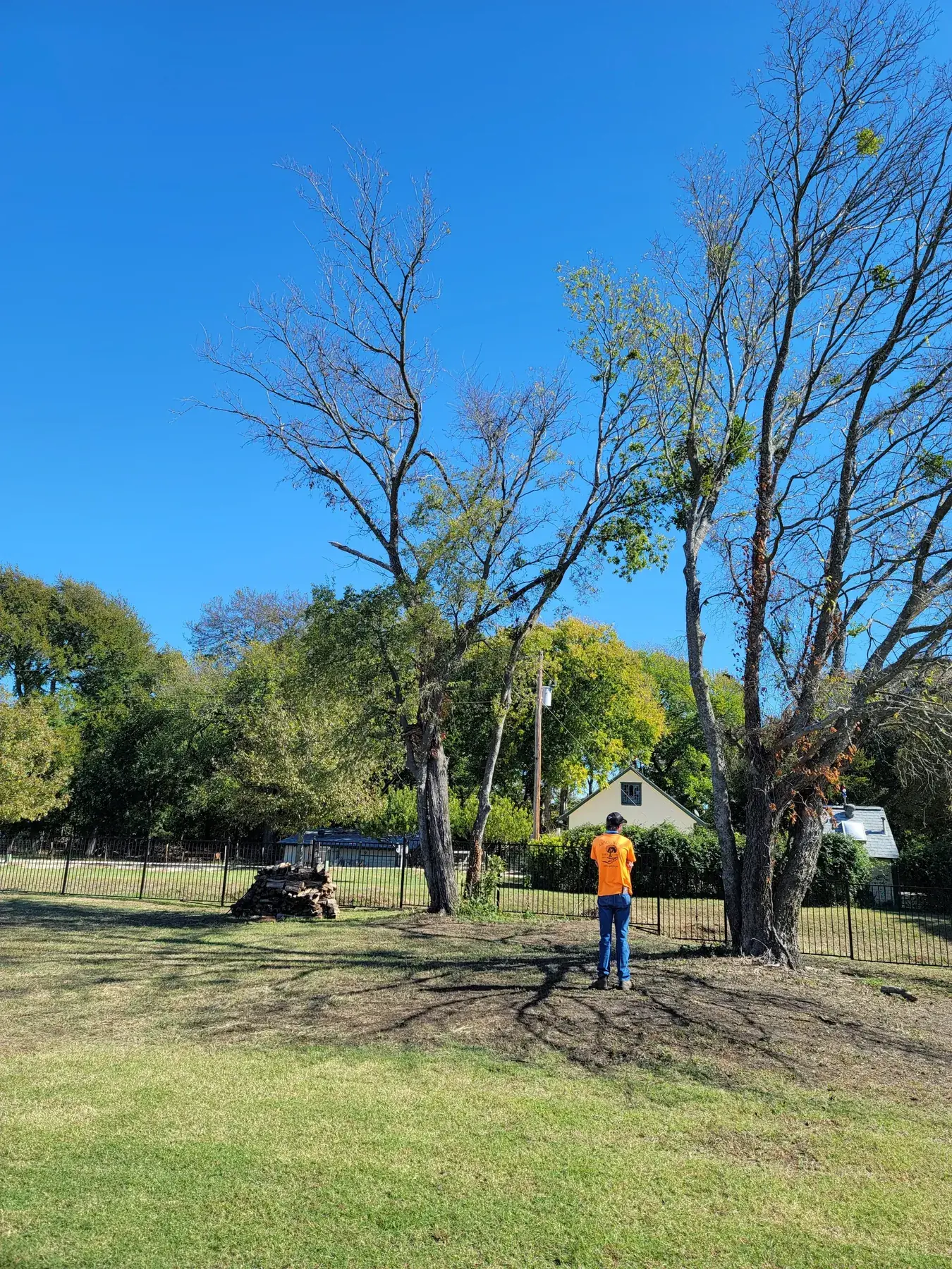 Arborwise crew member assessing two declining pecan trees before any work begins