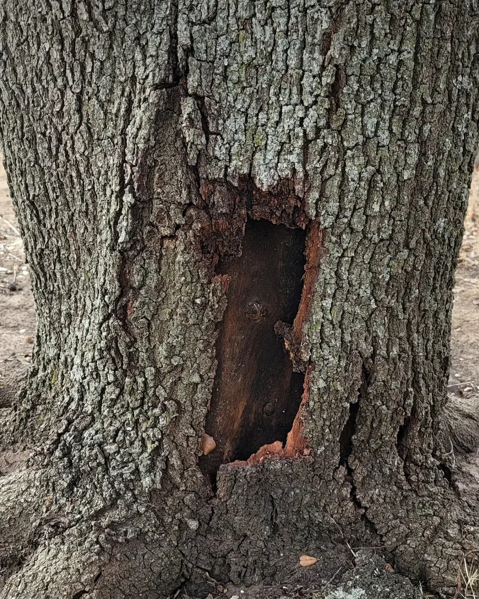 Open decay cavity at the base of a mature oak trunk