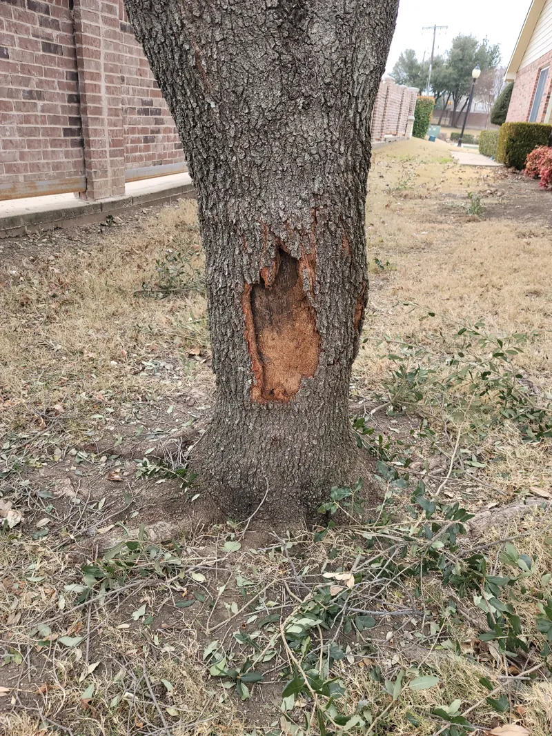 An open wound low on a tree trunk where the bark is missing and the wood underneath shows