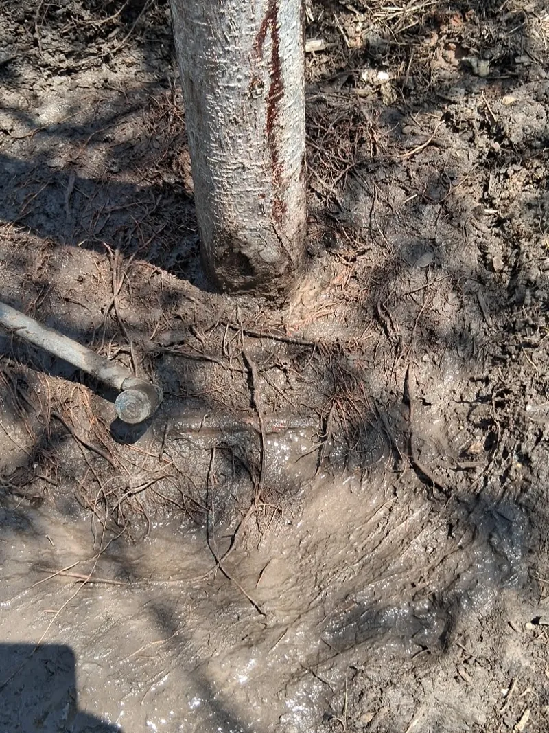 Close-up of the base of the young trunk with mulch pulled back, still no root flare visible