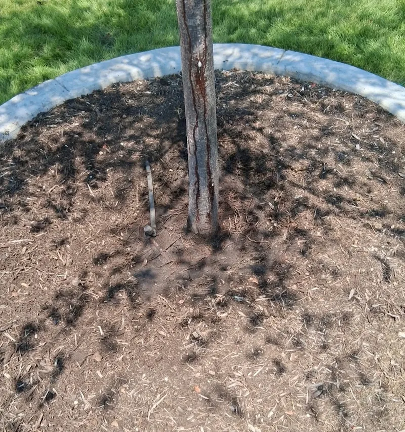 Looking down at the same young tree, its trunk going straight into the mulch with no flare