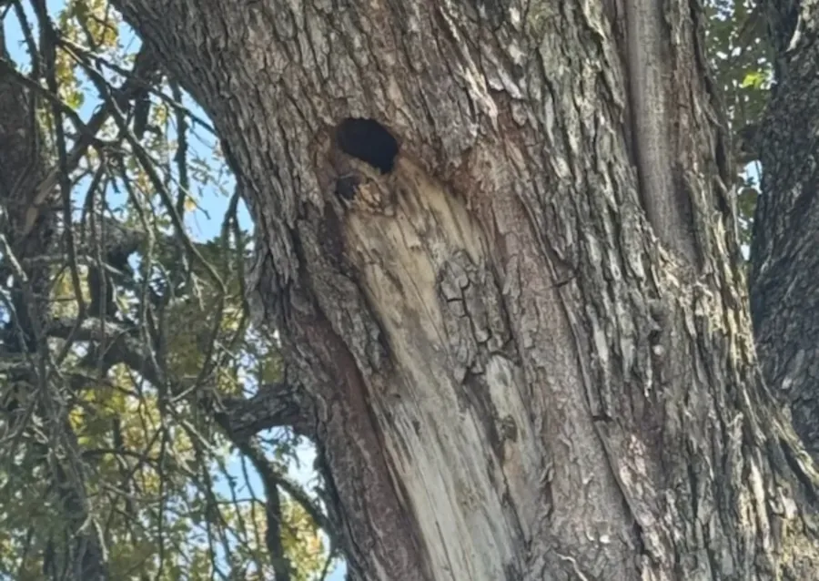 An open cavity high up on a large tree trunk, with a dark hole and weathered wood around it